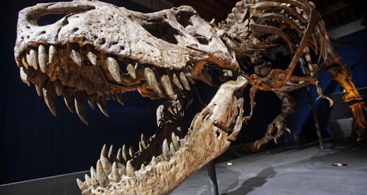T. rex kishte temperaturë trupore pothuajse si njeriu – çfarë zbuloi analiza e dhëmbëve