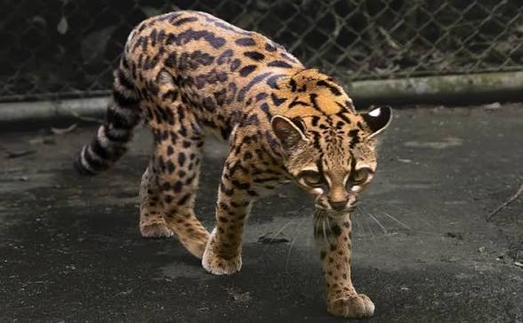 Zbulim i rrallë: Shkencëtarët identifikojnë një specie të re maceje pas më shumë se 100 vitesh